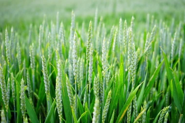 Wall mural of green wheat fields FP 1810 - Graphic design featuring vibrant wheat ears and leaves.