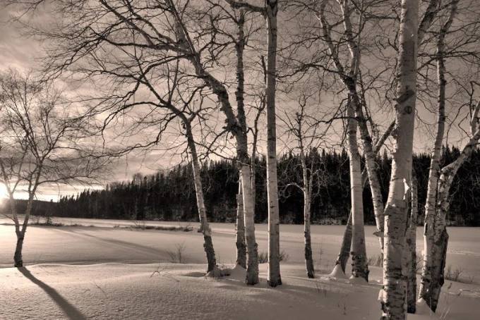 Winter birch wall mural FP 1864 - Graphic design featuring birches against a snowy forest backdrop.