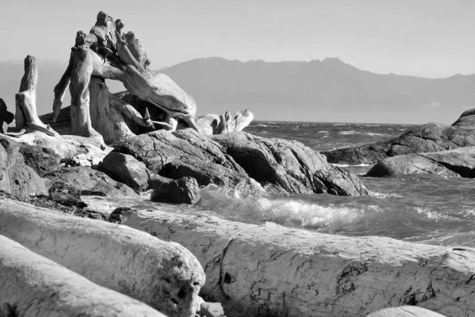 Ocean driftwood wall mural FP 1905 - Graphic design featuring wood and rock elements in shades of gray.