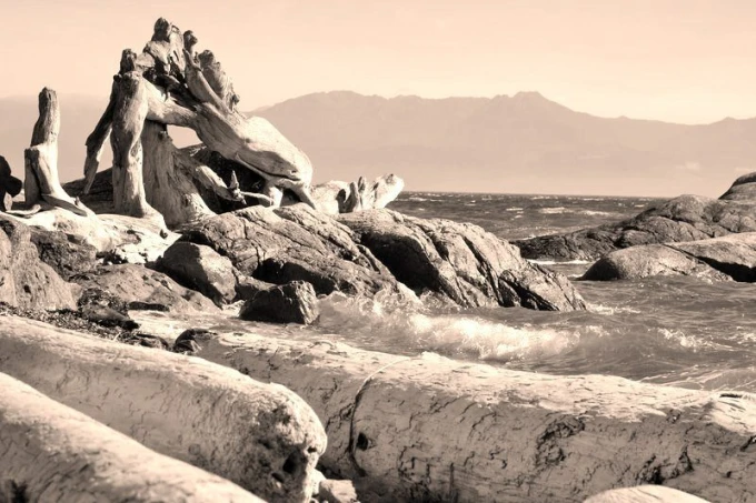 Ocean Driftwood Wall Mural FP 1905 - Graphic design featuring wood pieces against a backdrop of water and mountains.