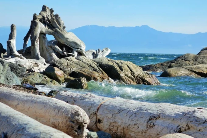 Ocean-washed wood wallpaper FP 1905 - Graphic design featuring natural wood and rocks.