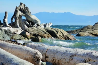 Ocean-washed wood wallpaper FP 1905 - Graphic design featuring natural wood and rocks.