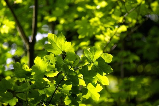 Wall mural of illuminated tree leaves FP 1934 - Graphic pattern. Green leaves in various shades with delicate details.