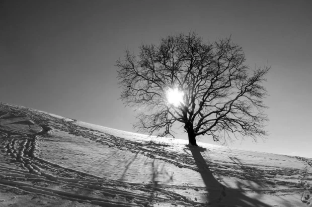 Ski slope wallpaper with groomed trails, featuring a tree, snow, and sun in the background.