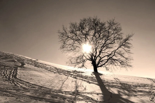 Ski slope wall mural with a graphic design of a tree against the sun, snow, and ski tracks.