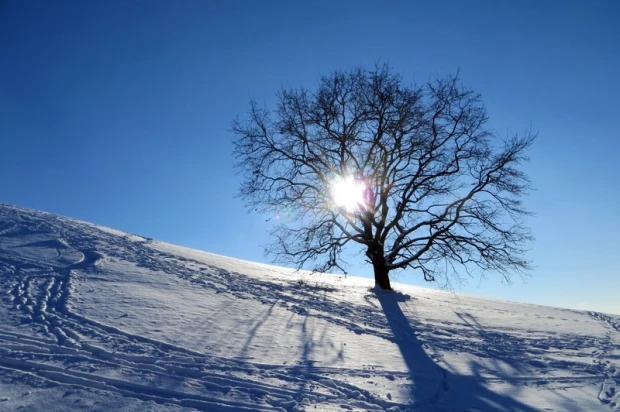 Ski slope wallpaper with a graphic design of trees against the sky, snow, and tracks on the slope.