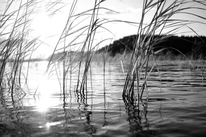 Sunlit reeds wallpaper FP 1937 - Graphic design featuring reeds by the water.