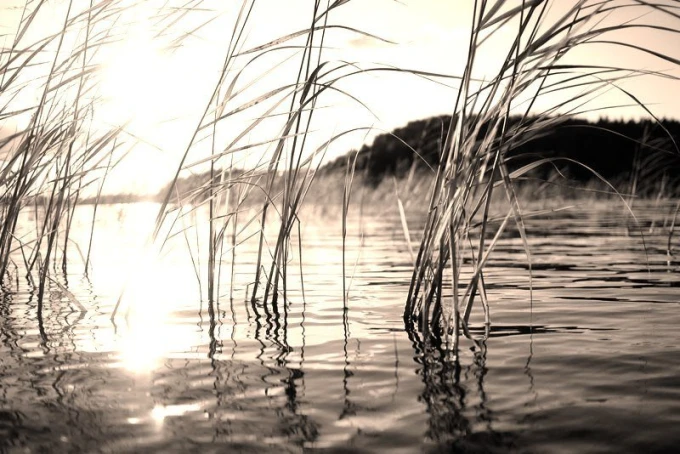 Sunlit reeds wallpaper FP 1937 - Graphic design. Transparent reeds over water in sunlight.