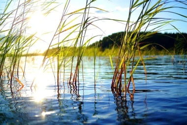 Sunlit reeds wallpaper FP 1937 - Graphic design featuring reeds by the water reflecting light.