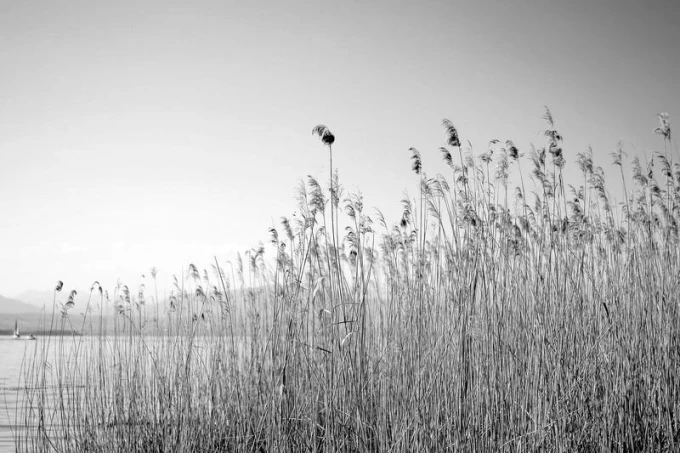 Wall mural of grass by a lake FP 1985 - Graphic design featuring tall grasses against a gray lake backdrop.