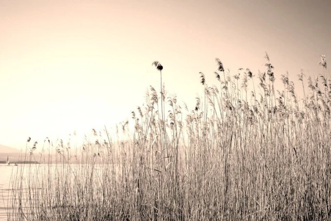Wall mural of grass by a lake FP 1985 - Graphic design. Monochromatic tones of grass growing by the water.