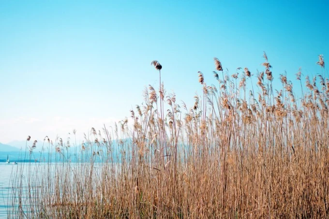 Wall mural of grass by the lake FP 1985 - Graphic design. Light-colored grass against a sky backdrop.