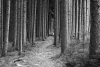 Wall mural dense coniferous forest FP 2047 - Graphic design featuring vertical tree trunks in the woods.