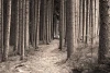 Wall mural dense coniferous forest FP 2047 - Graphic design featuring vertical tree trunks in the woods.