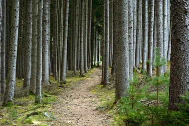 Wall mural dense coniferous forest FP 2047 - Graphic design. Simple composition with vertical tree trunks and a path.