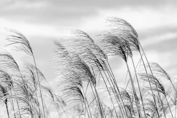 Pink grasses against a sky backdrop wallpaper FP 2081 - Graphic design with soft-shaped grasses.
