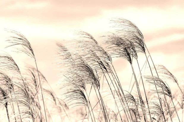 Wall mural of pink grasses against a blue sky FP 2081 - Graphic pattern with delicate grass shapes.