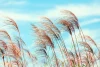 Pink grasses against a blue sky wall mural FP 2081 - Graphic design featuring pink shades of grass.