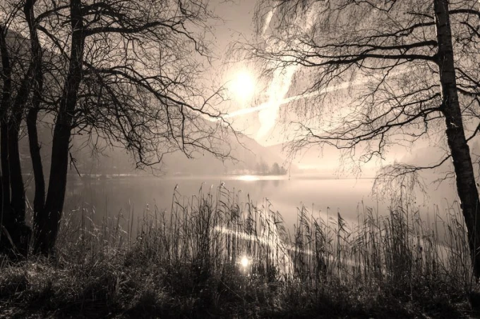 Wall mural wild lake FP 2099 - Graphic design. View of a lake surrounded by trees with sunlight reflection on the water.