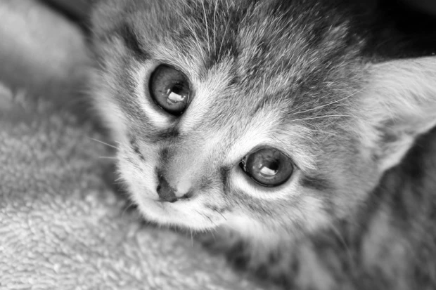 Wall mural of a small kitten in a blanket FP 2777 - Graphic design. Kitten with big eyes and gray fur shades.