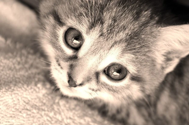 Wall mural of a small kitten in a blanket FP 2777 - Graphic design. Kitten with big eyes on a light background.