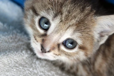 Wall mural of a small kitten in a blanket FP 2777 - Graphic design. Kitten with big eyes on a light background.