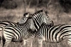 Wall mural herd of zebras FP 2841 - Graphic design featuring zebras with vertical stripes in shades of black.