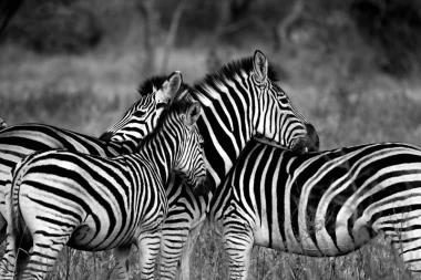 Wall mural herd of zebras FP 2841 - Graphic design. Three zebras with distinct black-and-white stripes.