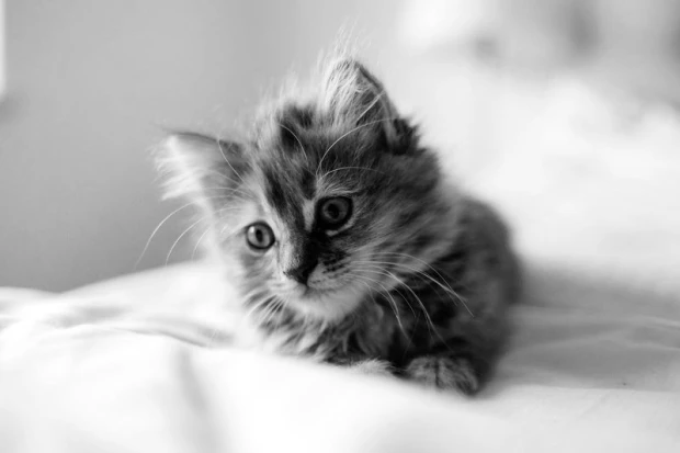 Wall mural of a kitten on bedding FP 2998 - Graphic design. The kitten has gray fur and big eyes on white sheets.