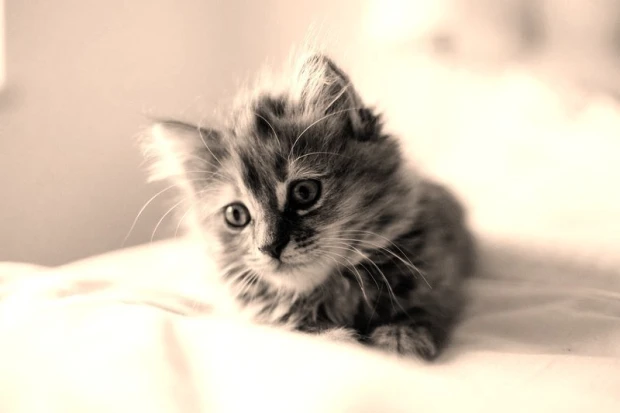 Wall mural of a kitten on bedding FP 2998 - Graphic design. The kitten lies on white bedding with fluffy fur and big eyes.