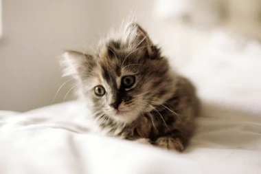 Wall mural of a kitten on bedding FP 2998 - Graphic design. The kitten lies on white bedding with fluffy fur and big eyes.