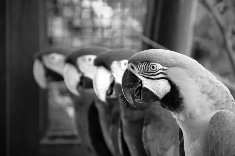 Wall mural of parrots FP 3017 - Graphic design featuring four parrots in various poses, in shades of gray.