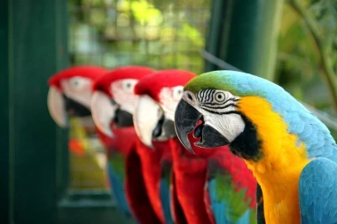 Wall mural of parrots FP 3017 - Graphic design. Colorful parrots in a row, various shades of green and blue.