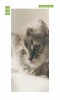 Cat on white bedding wallpaper for doors FP 2998 D - Graphic design with clear fur details.