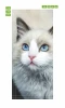 Door wallpaper FP 3038 D - Graphic design featuring a cat with blue eyes on a light background and detailed fur.