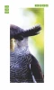 Black owl door mural FP 2837 D - Graphic design featuring detailed feathers and an intense gaze.