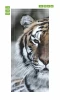 Tiger door wallpaper FP 2912 D - Graphic design featuring a close-up of a tiger\'s head with detailed fur and eye.