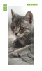 Cat door mural FP 2725 D - Graphic design featuring a gray cat lying on a wooden surface.