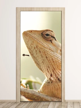 Lizard door mural FP 2650 D - Graphic design featuring a close-up of a lizard with clear details.