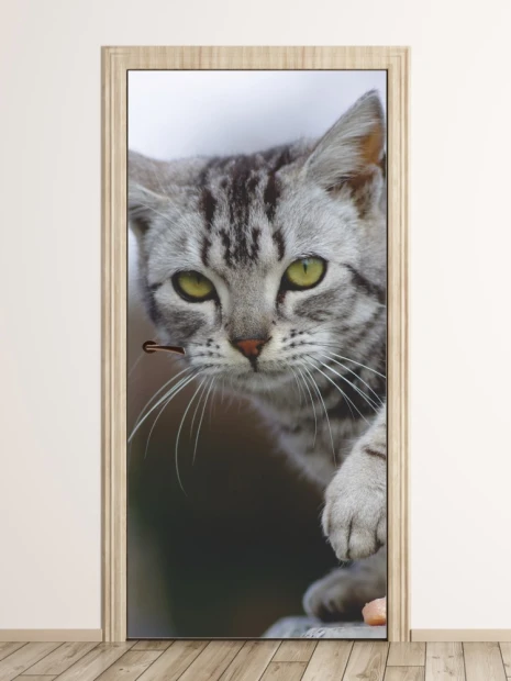 Door mural young cat FP 2649 D - Graphic design. Cat with striking green eyes and gray-white fur.