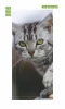 Young cat door wallpaper FP 2649 D - Graphic design featuring a cat with clear green eyes and patterned gray fur.