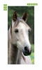 Gray horse door wallpaper FP 2625 D - Graphic design featuring a gray horse\'s head against a green grass background.