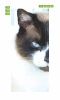 Blue-eyed cat door mural FP 2536 D - Graphic design featuring a cat with blue eyes and brown ears on a white background.
