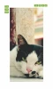 Black and white cat door wallpaper FP 2515 D - Graphic design. Cat lying on the floor with white fur and black spots.