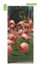 Flamingo door wallpaper FP 2535 D - Garden setting with green grass and palm trees, featuring flamingos in the foreground.