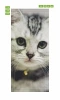 Cat face door mural FP 2550 D - Graphic design featuring a cat\'s face with large eyes and gray fur.