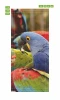 Colorful parrot door wallpaper FP 2567 D - Graphic design featuring vibrant parrots.