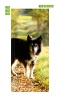 Door wallpaper featuring a dog walking in the park, surrounded by nature. Design FP 2493 D.