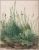 Reproduction of The Large Piece of Turf by Albrecht Durer - Graphic design featuring various grasses and plants.