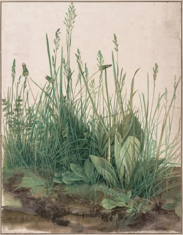 Reproduction of The Large Piece of Turf by Albrecht Durer - Graphic design featuring various grasses and plants.